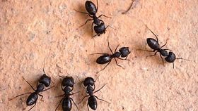 Insecte rampant : la fourmis